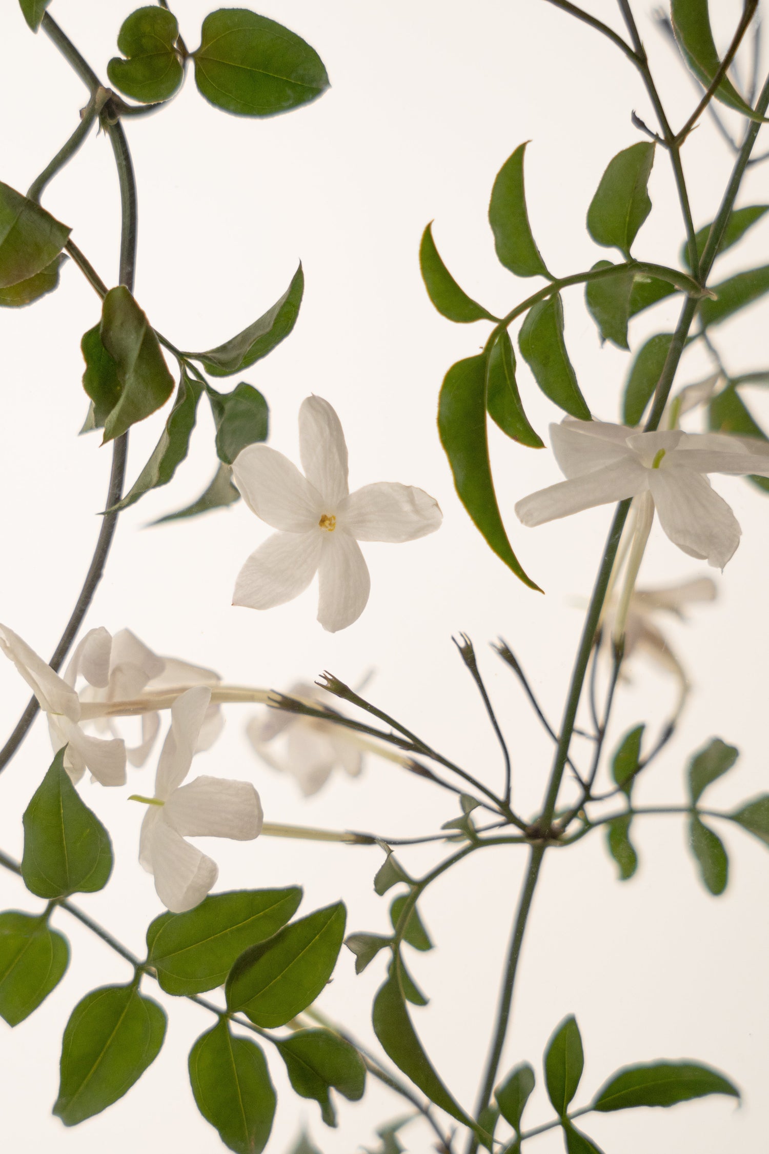 flores de jazmín Jasminum grandiflorum bálsamo nocturno Nasei
