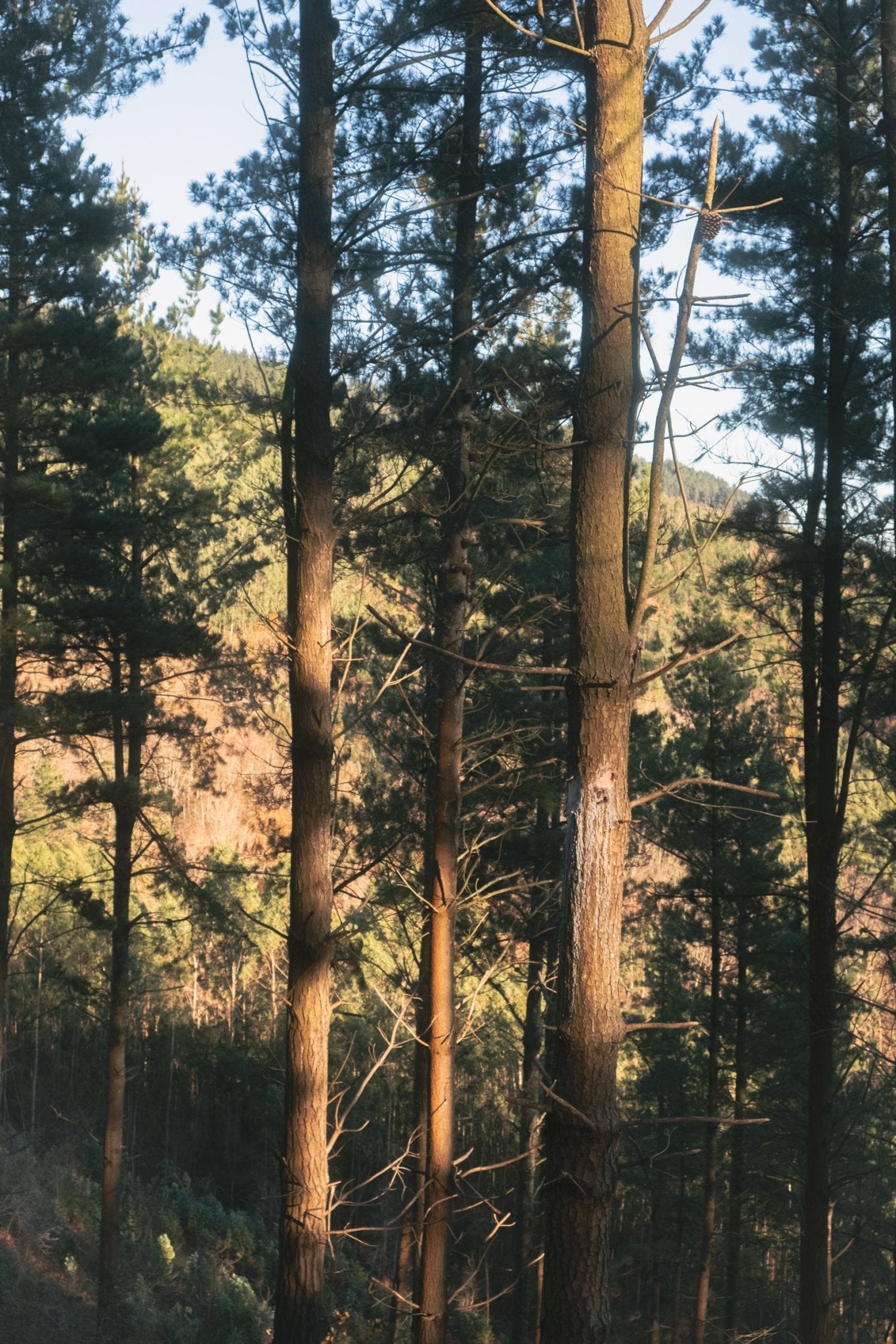 Qué son los baños de bosque y cómo te ayudan a sentirte en calma - Nasei