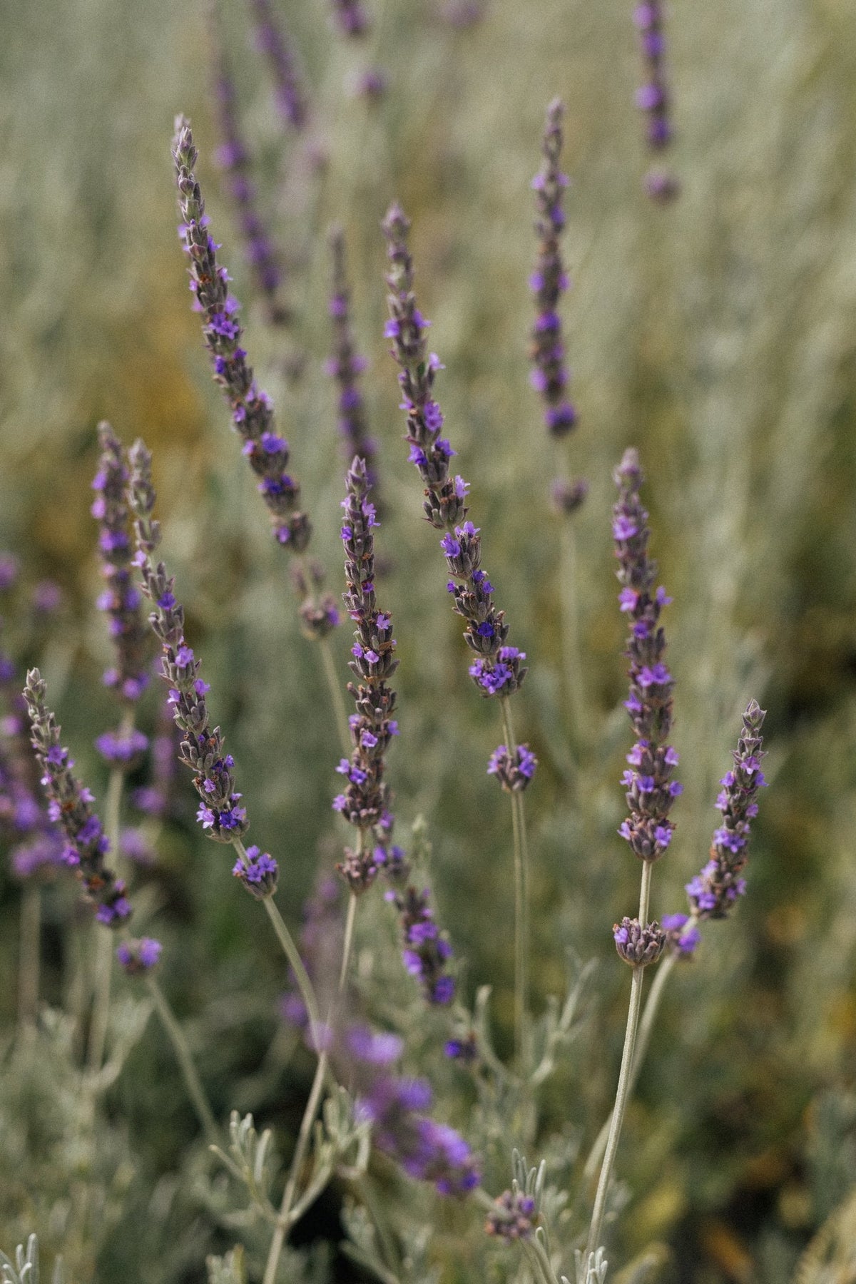 Aceite esencial de espliego - Nasei