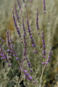 Aceite esencial de espliego - Nasei