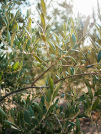 Jabón herbal de romero y oliva - Nasei